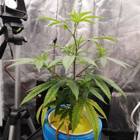 Tauri 28 growlog timeline photo