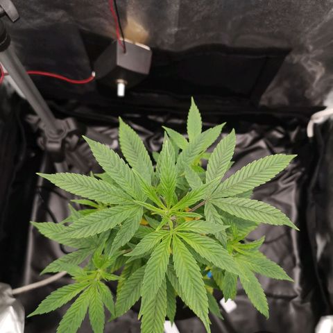 Tauri 28 growlog timeline photo