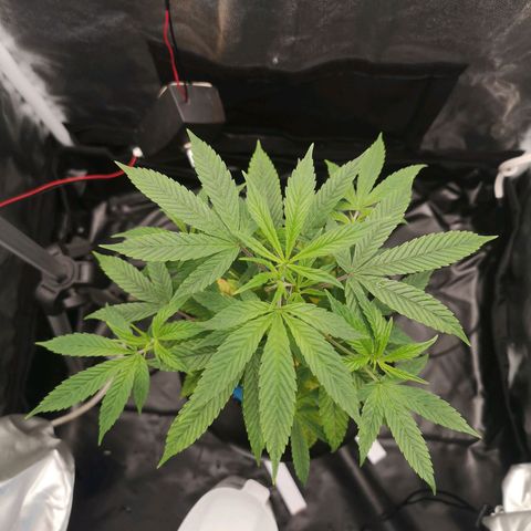 Tauri 28 growlog timeline photo