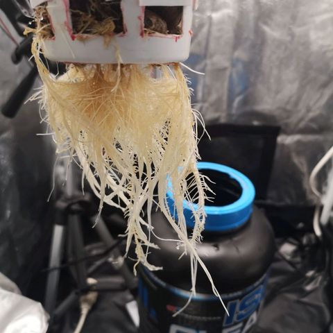 Tauri 28 growlog timeline photo