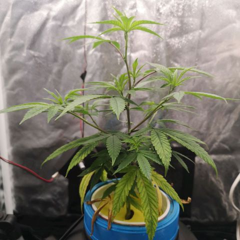 Tauri 28 growlog timeline photo