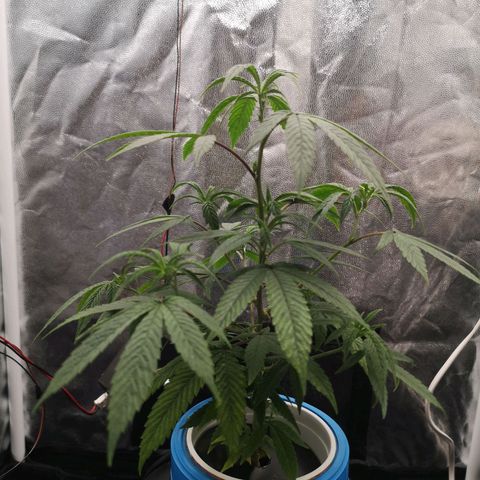 Tauri 28 growlog timeline photo