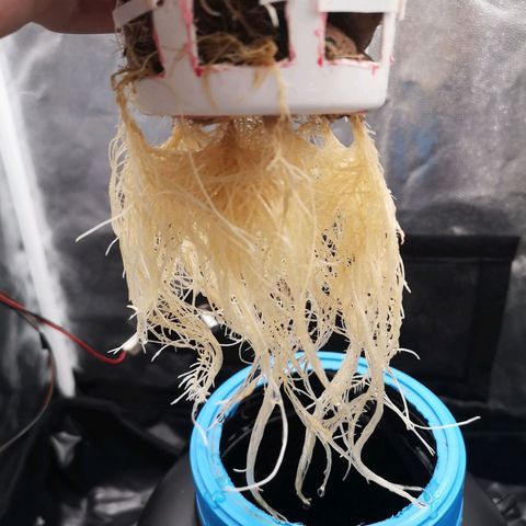 Tauri 28 growlog timeline photo