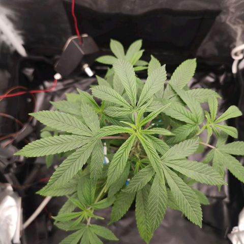 Tauri 28 growlog timeline photo