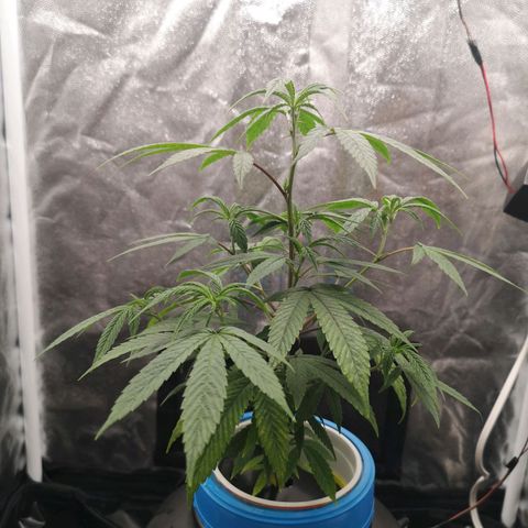 Tauri 28 growlog timeline photo