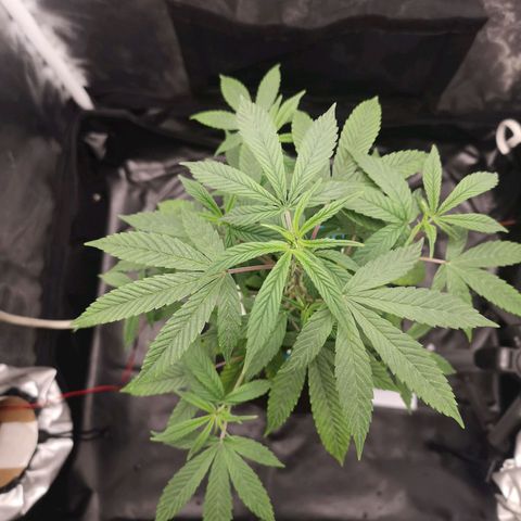 Tauri 28 growlog timeline photo