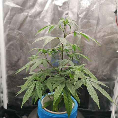 Tauri 28 growlog timeline photo