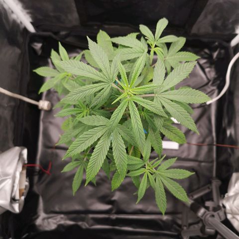 Tauri 28 growlog timeline photo