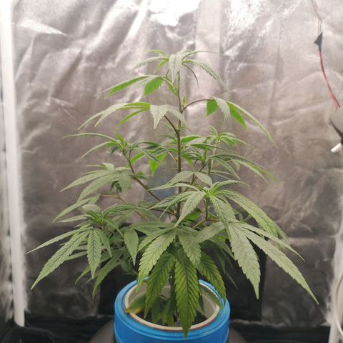 Tauri 28 growlog timeline photo