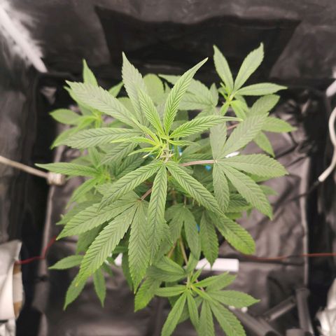 Tauri 28 growlog timeline photo