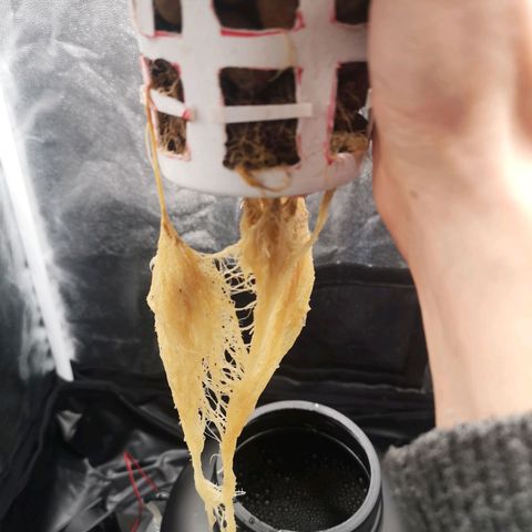 Tauri 28 growlog photo: Phytum día uno peroxido 3ml por litro, 12ml 4l 