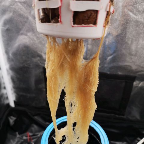 Tauri 28 growlog timeline photo