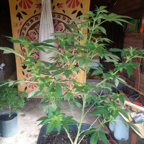 La tribu growlog photo: Raleo