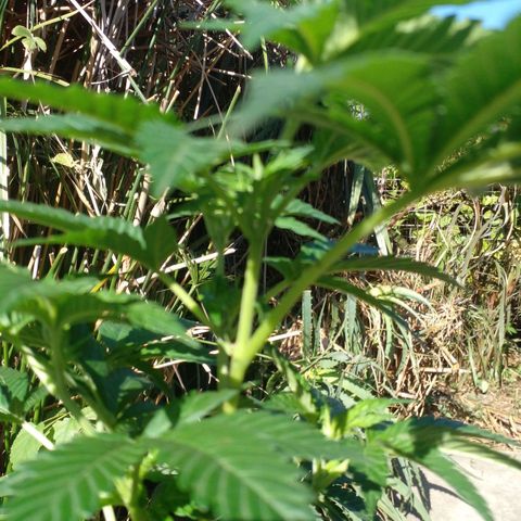La tribu growlog photo: Apenas se ven las preflores