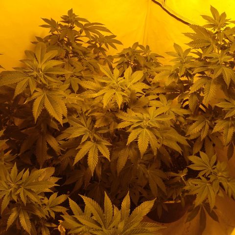 La tribu growlog photo: 250 watts