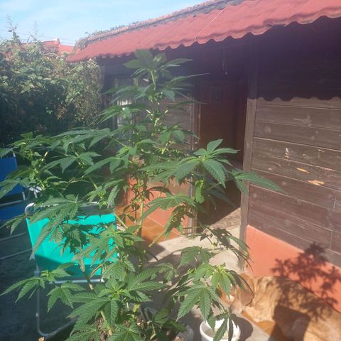 La tribu growlog timeline photo