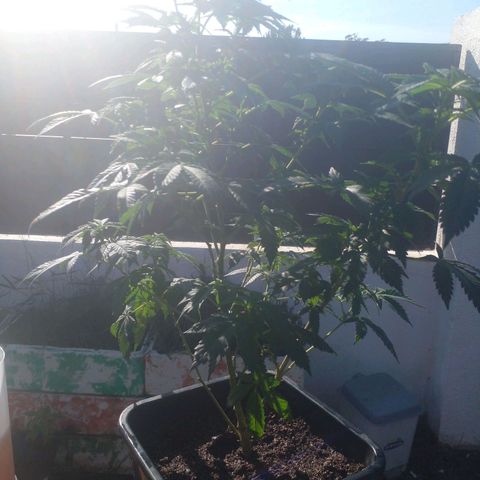 La tribu growlog timeline photo