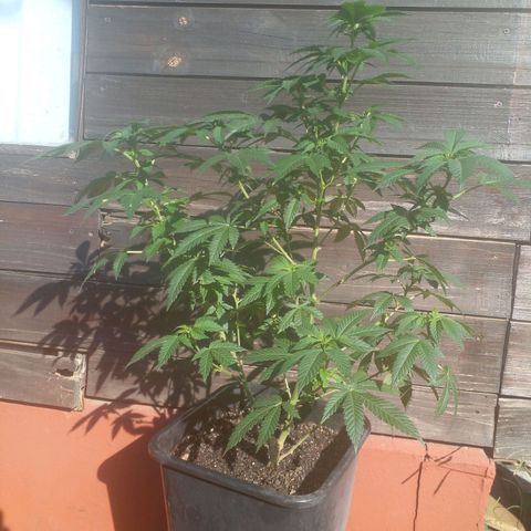 La tribu growlog timeline photo