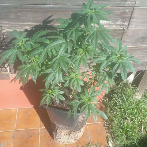 La tribu growlog timeline photo