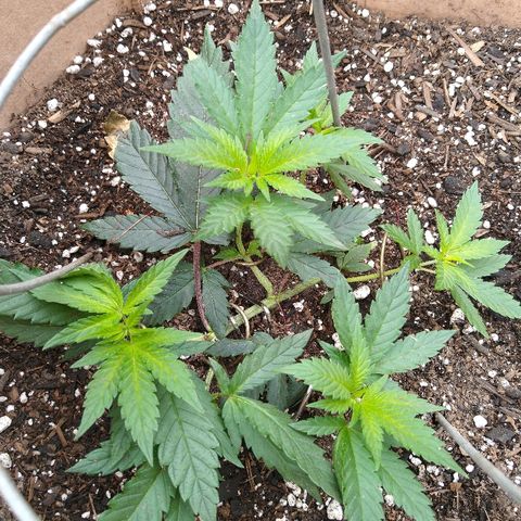 Cali growlog timeline photo