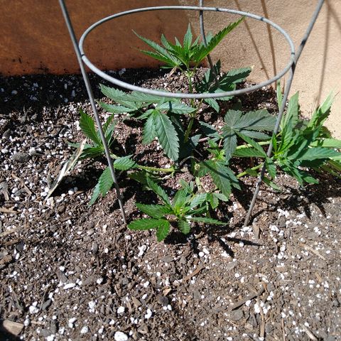 Cali growlog timeline photo
