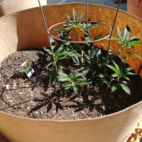 Cali growlog timeline photo