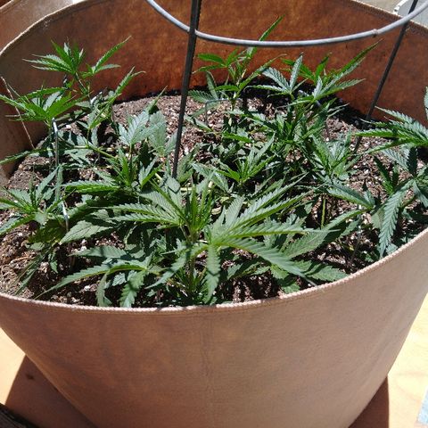 Cali growlog timeline photo