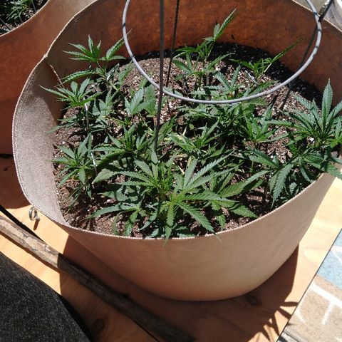 Cali growlog timeline photo