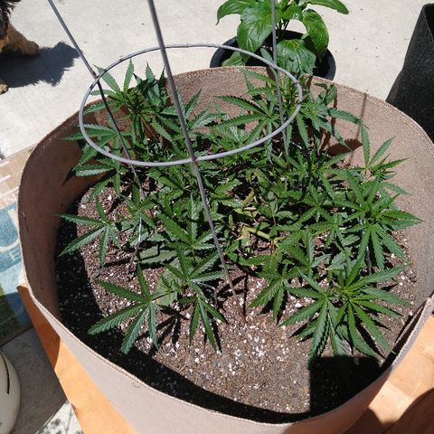 Cali growlog timeline photo