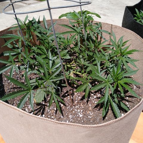 Cali growlog timeline photo