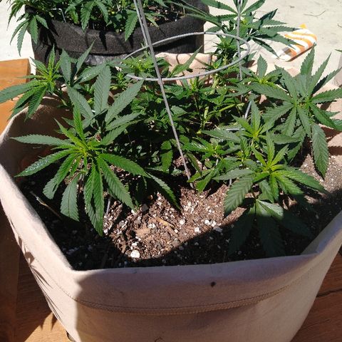 Cali growlog timeline photo