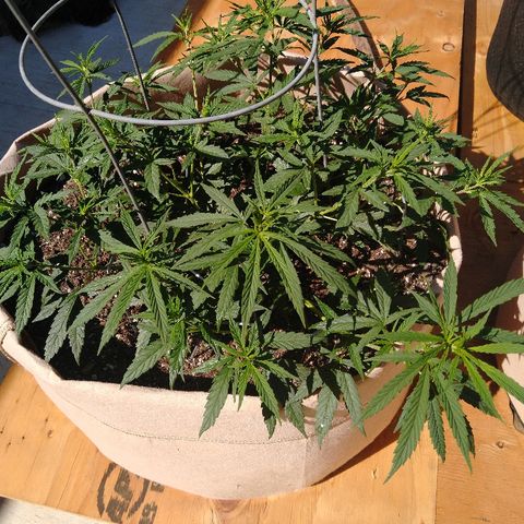 Cali growlog timeline photo