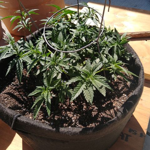Cali growlog timeline photo