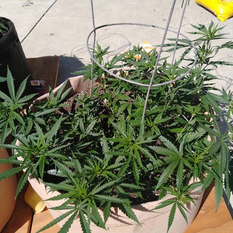 Cali growlog timeline photo