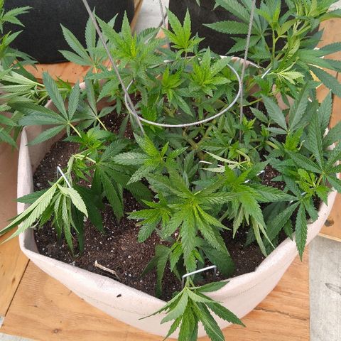 Cali growlog timeline photo