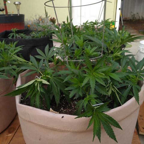 Cali growlog timeline photo