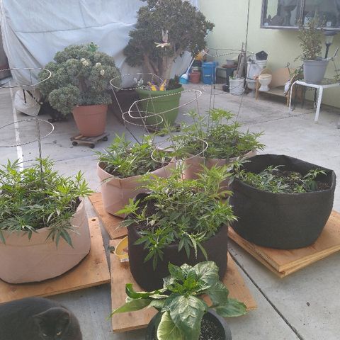 Cali growlog timeline photo