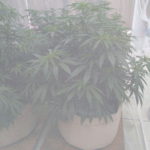 Cali growlog timeline photo