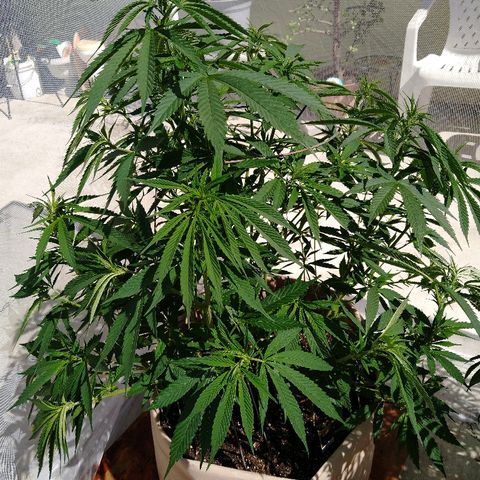 Cali growlog timeline photo
