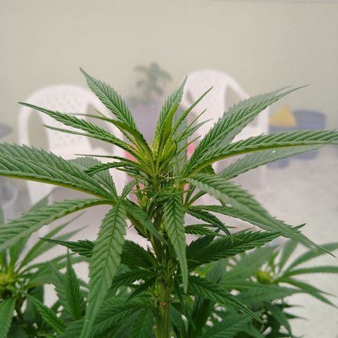 Cali growlog timeline photo