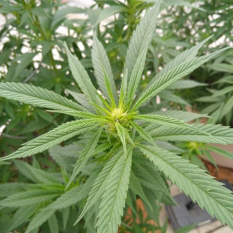 Cali growlog timeline photo