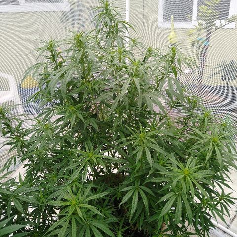 Cali growlog timeline photo