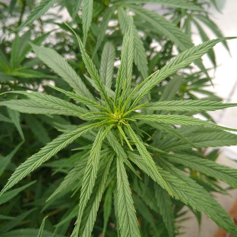 Cali growlog timeline photo