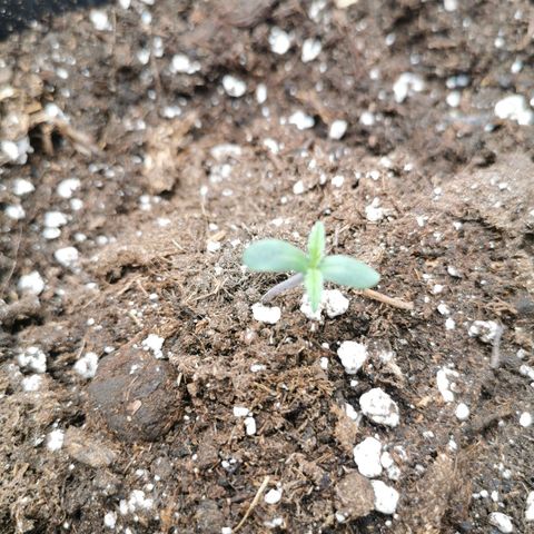 Watermelon automatic growlog timeline photo