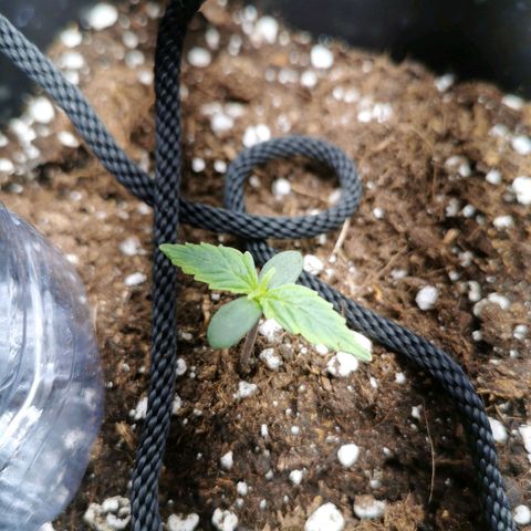 Pineapple express auto growlog timeline photo