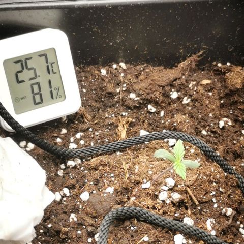 Watermelon automatic growlog timeline photo