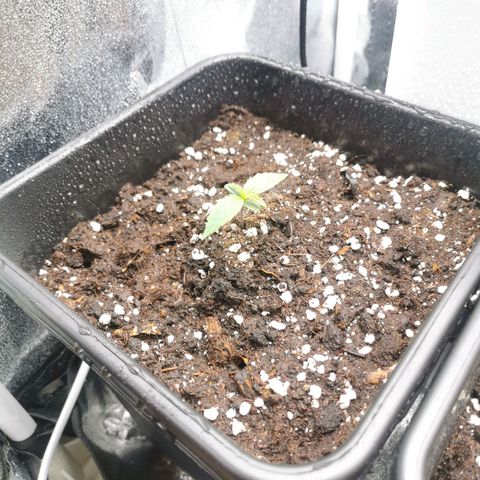 Pineapple express auto growlog timeline photo