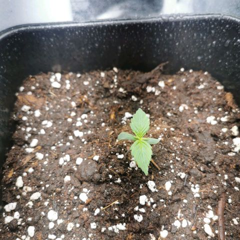 Watermelon automatic growlog timeline photo