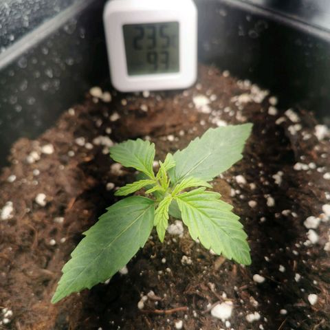 Pineapple express auto growlog timeline photo