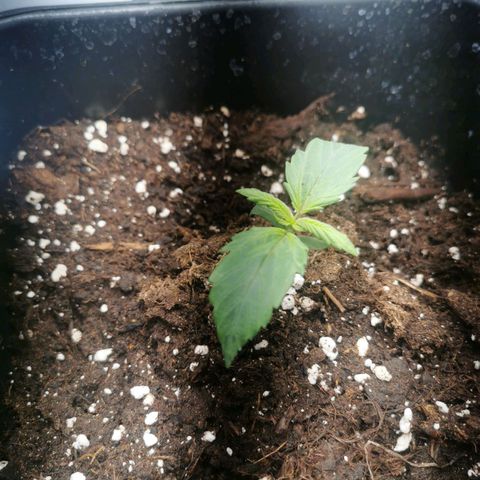 Watermelon automatic growlog timeline photo